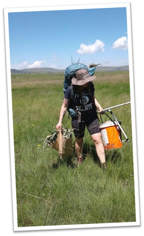 A person carrying a backpack, bucket and bag of plants walks through a grass field.