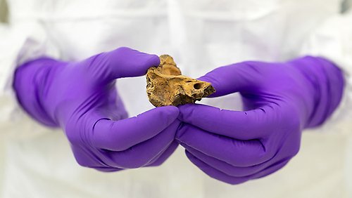 A pair of hands in purple gloves holding a piece of ancient bone.